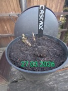 Chmiel - Cascade   sadzonka 