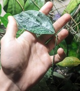 Hoya Coriacea Silver - w trakcie ukorzeniania 