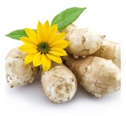 TOPINAMBUR - SŁONECZNIK BULWIASTY - ŚWIEŻE BULWY 500 g EKO BIO VEGE