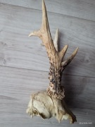 parostki sorka z czaszką