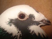 Samiec DV 2019 Fabry