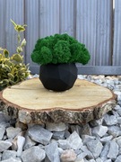 Doniczka betonowa z chrobotkiem 