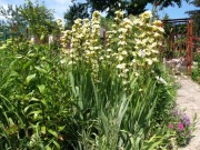 Miecznica szerokolistna Sisyrinchium stratium 200 nasion