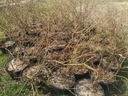 Sadzonki borówka wysoka 