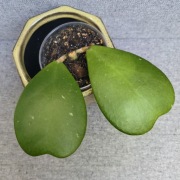 Hoya kerrii hoja kerri 
