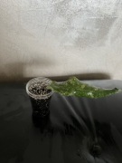 Hoya Undulata Splash ukorzeniona