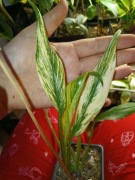 epipremnum amplissimum variegata-cięty szczyt