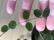 Hoja Hoya Serpens - 3 węzły