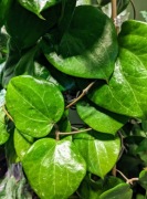 Hoya Balaensis Splash - cięte węzły 