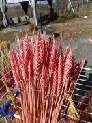 Pszenica zboże suszone naturalne trawy ozdoby jasny r