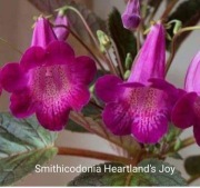 Achimenesy kłącza Smithicodonia Heartland's Joy