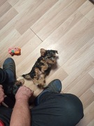 Sprzedam psy rasy Yorkshire Terrier