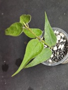 Hoya polyneura complex - sadzonka ukorzeniona