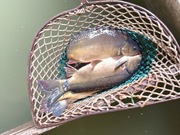 Karp z własnej hodowli