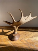 Poroże Łosia jedno