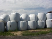 Seladera na kiszonkę 