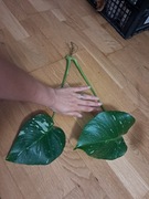 Monstera thai constellation 