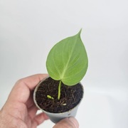 Kolekcjonerskie pnącze - Philodendron micans Green Form