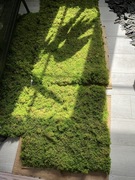 Mech chrobotek 50x50 cm 20 szt takich paneli