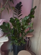 Zamioculcas zamiifolia ~ 75