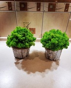 Mech chrobotek w doniczce drewnianej białej 