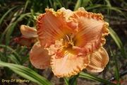 Hemerocallis / Liliowiec: Drop of Whiskey
