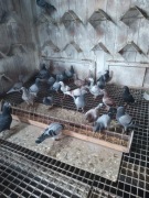 młode gołębie pocztowe po gołębiach lotowych