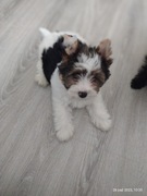 Yorkshire terrier chłopcy 