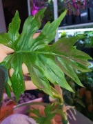 philodendron wersowiczi-cięty szczyt