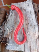 Papryka Corbaci kolekcjonerska