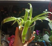 Zielistka ’Variegatum’ w ozdobnej osłonce 