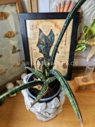 Sansevieria fischeri caudiciform kuku bima sansewieria rzadka