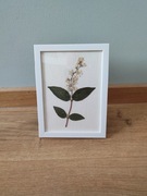 Obrazek z suszonych kwiatów 