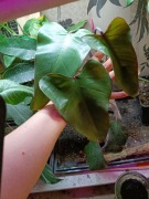 philodendron strawberry-cięty szczyt