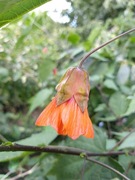 Abutilon PATRICK SINGE