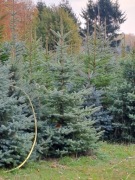 Choinki, Świerk, Jodła 