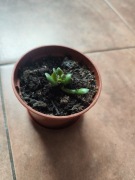 Ukorzenione sadzonki Grubosz Hobbit uszy Shreka 