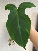 Philodendron Camposportoanum -  ukorzeniona , rosnąca  sadzonka  dwupędowa