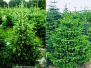 Choinki HURT 80-300 cm Jodła kaukaska Wlkp 100 sztuk 