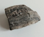 Skamieniałe drewno Araukaria z Kwaczoły 250 mln lat