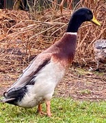 Biegus indyjski. Kaczorek z 16.08.2025.(Rzgów)