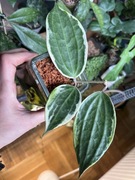 Hoya Macrophylla Albomarginata