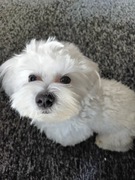 Maltańczyk  szczeniak