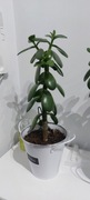 Drzewko szczęścia Crassula Ovata 