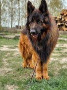 Szczenięta Suczka Czarno podpalana Owczarek Niemiecki Długowłosy 