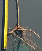 Jeżyna bezkolcowa navaho z gołym korzeniem sadzonka