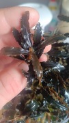 Bucephalandra Brown Green Wawy  piękna sadzonka