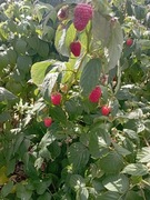 Maliny Jesienne odmiana. Mapema