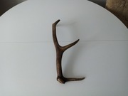 Poroże jelenia wiek 20-30 lat