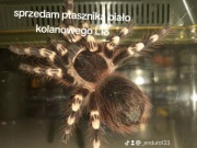 Ptasznik biało kolanowy L13